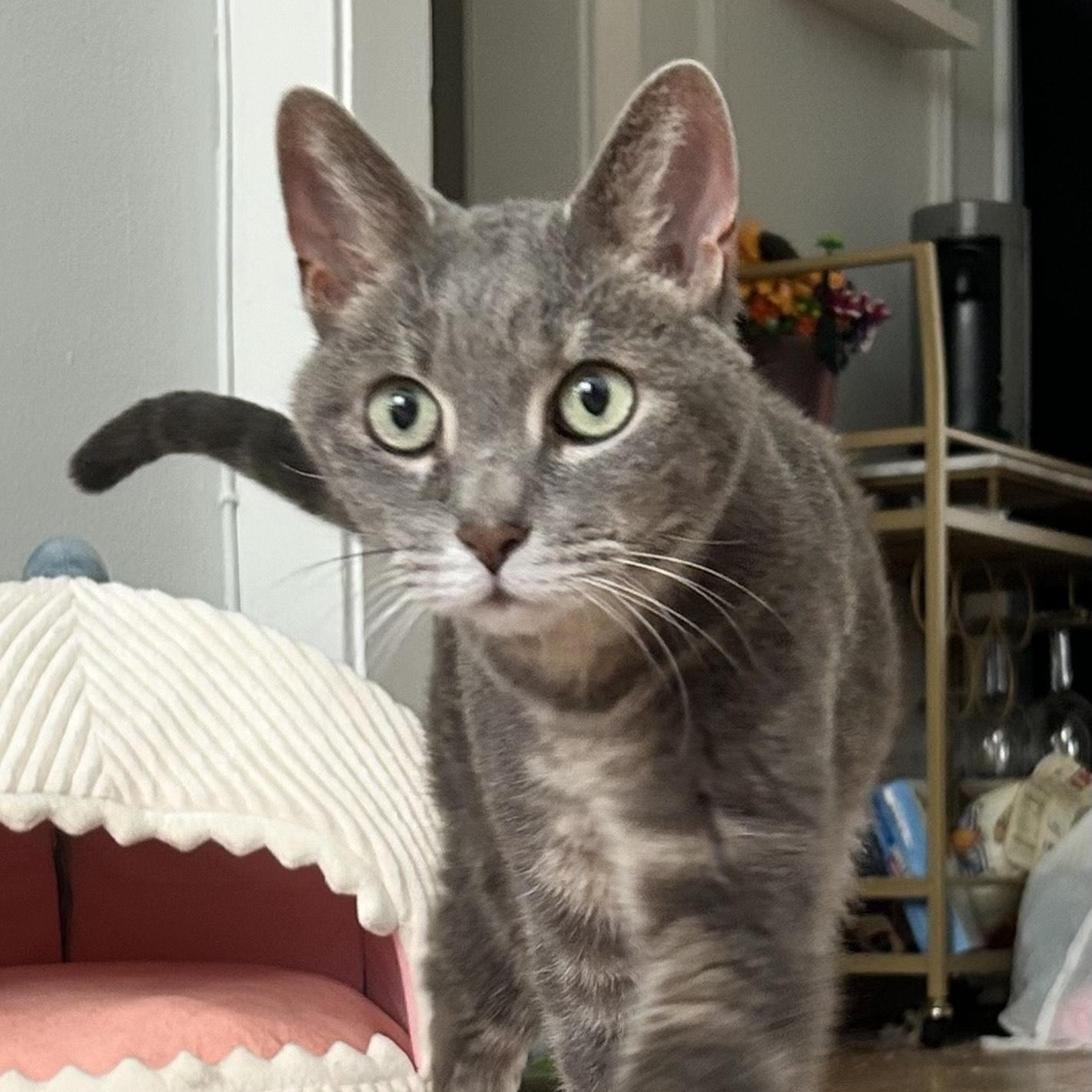 Enlarge Silver, a Adoptable Domestic Short Hair in Chicago, IL image 4/5