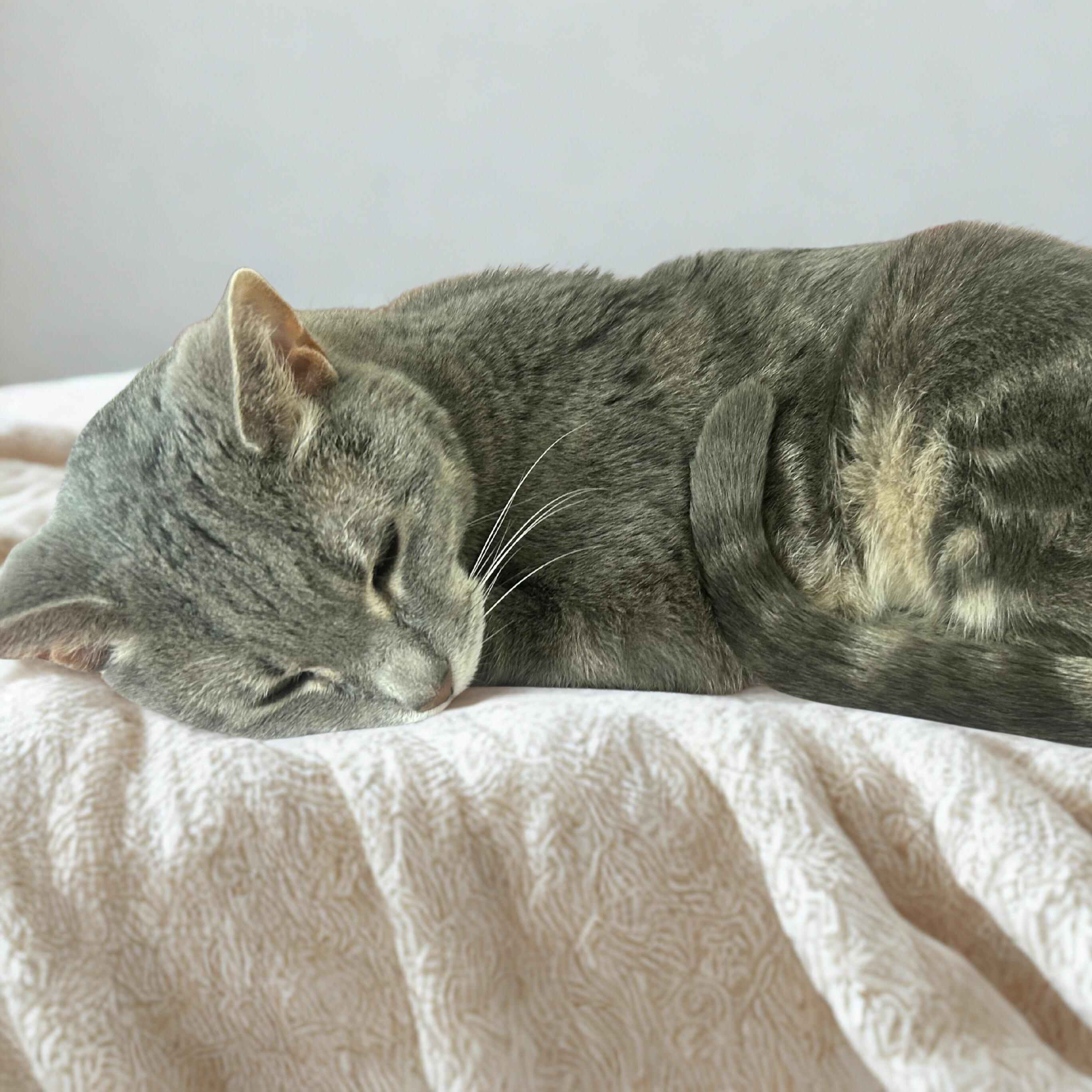 Enlarge Silver, a Adoptable Domestic Short Hair in Chicago, IL image 5/5