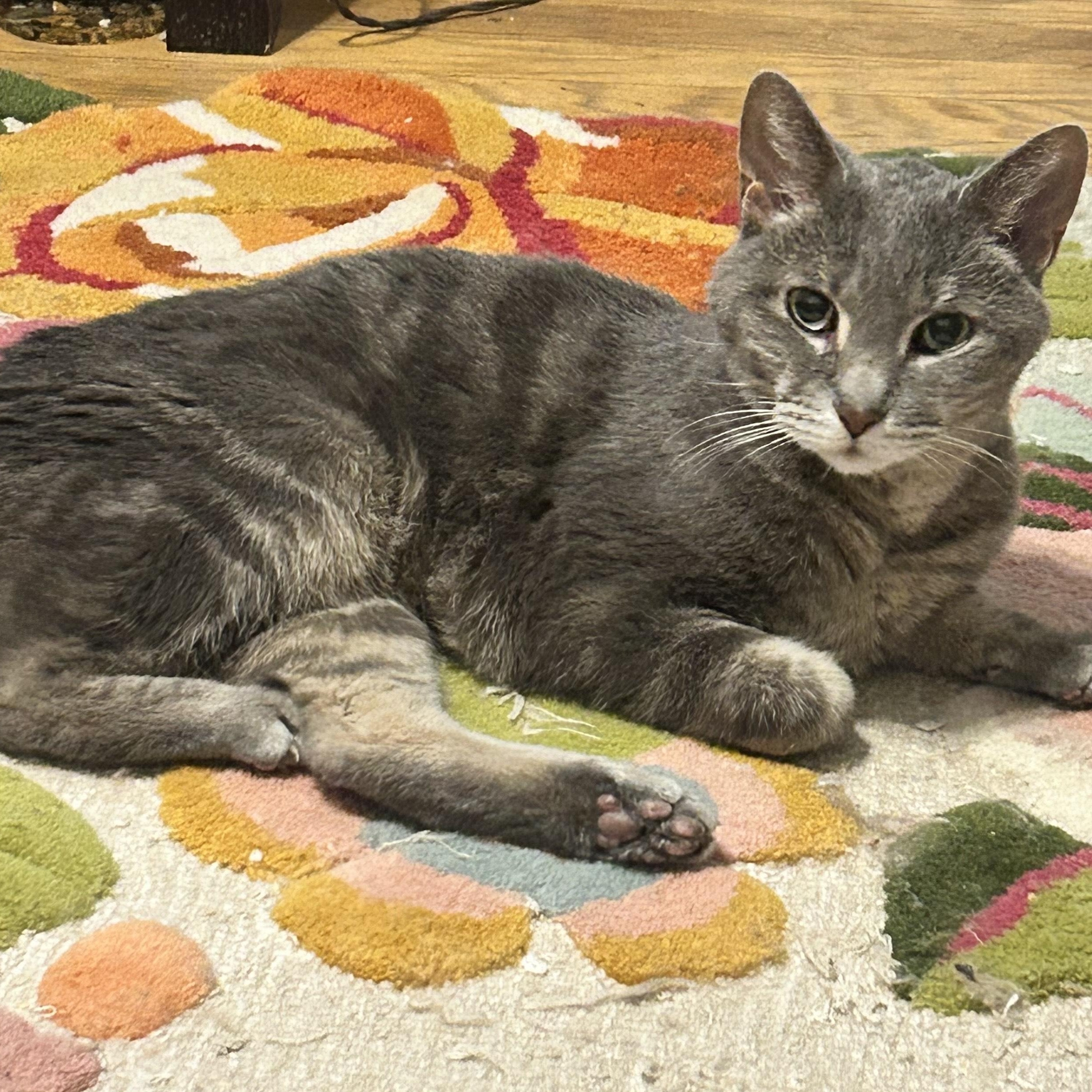 Silver, Adoptable, Adult Male Domestic Short Hair.