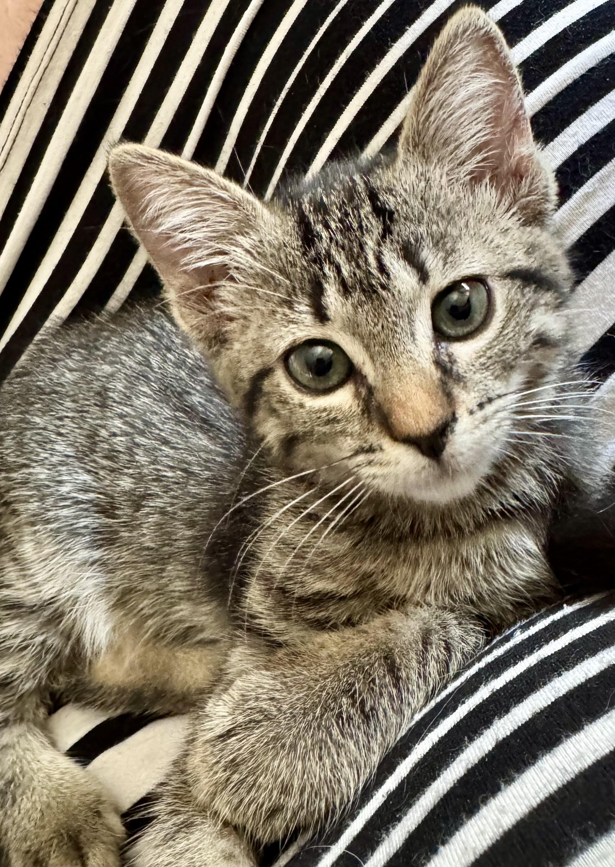 Kani, Adoptable, Young Female Domestic Short Hair.