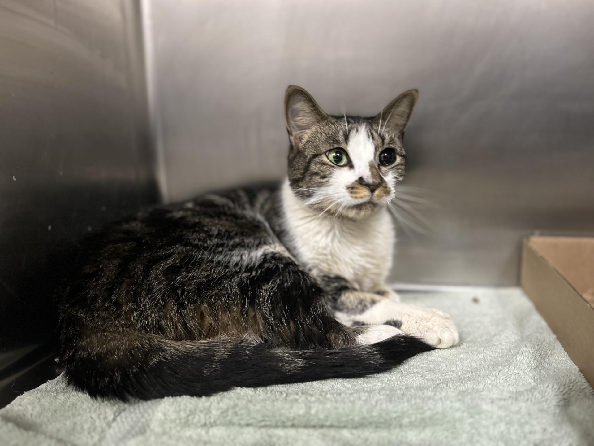 Reese, Adult Male Domestic Short Hair