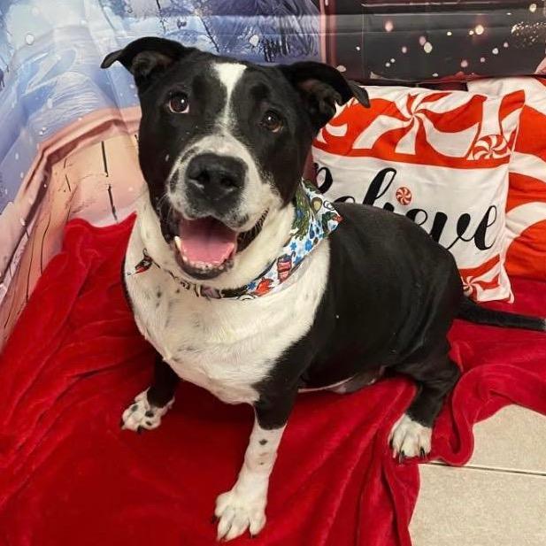 Enlarge Dolce, a Adoptable mixed breed in Avon, OH image 1/6