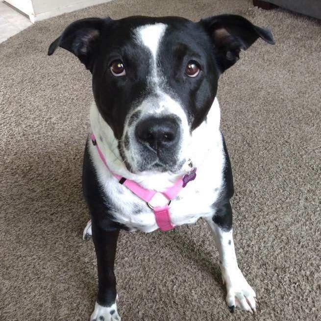 Dolce, Adoptable, Senior Female American Bulldog & Mixed Breed.