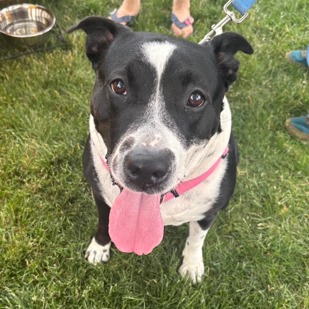 Dolce, Adoptable, Senior Female American Bulldog & Mixed Breed.