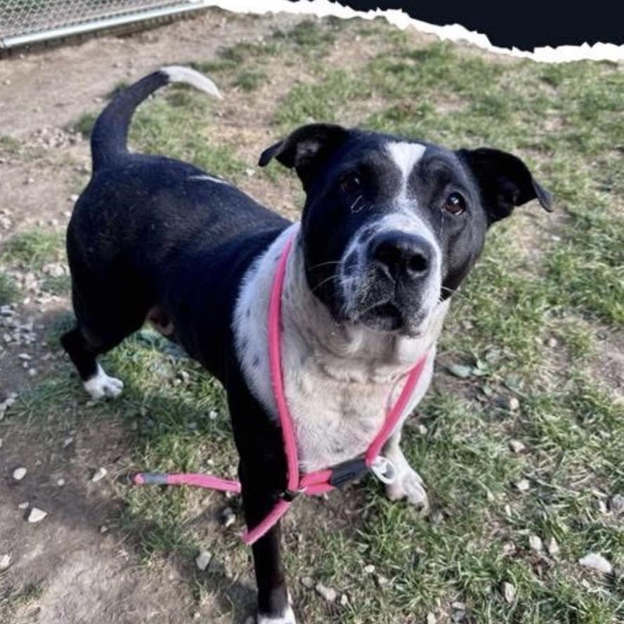 Enlarge Dolce, a Adoptable mixed breed in Avon, OH image 2/6