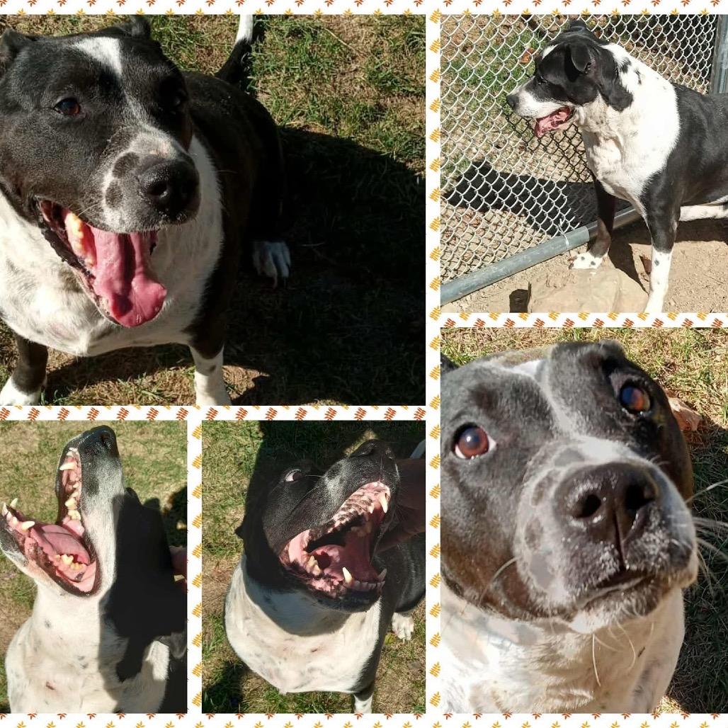 Enlarge Dolce, a Adoptable mixed breed in Avon, OH image 3/6