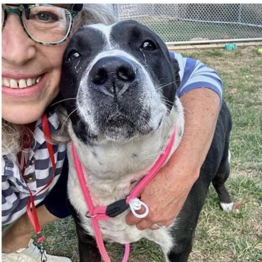 Enlarge Dolce, a Adoptable mixed breed in Avon, OH image 4/6