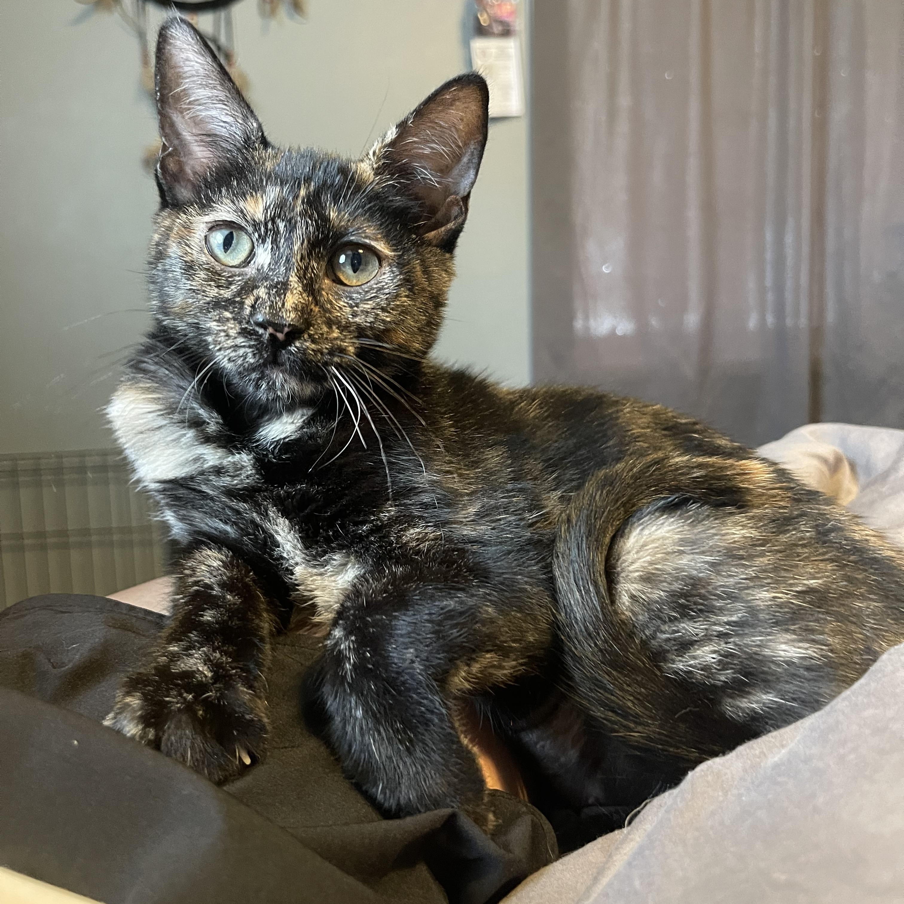 Lady Love, a Adoptable Domestic Short Hair in Bourbonnais, IL image 3/3