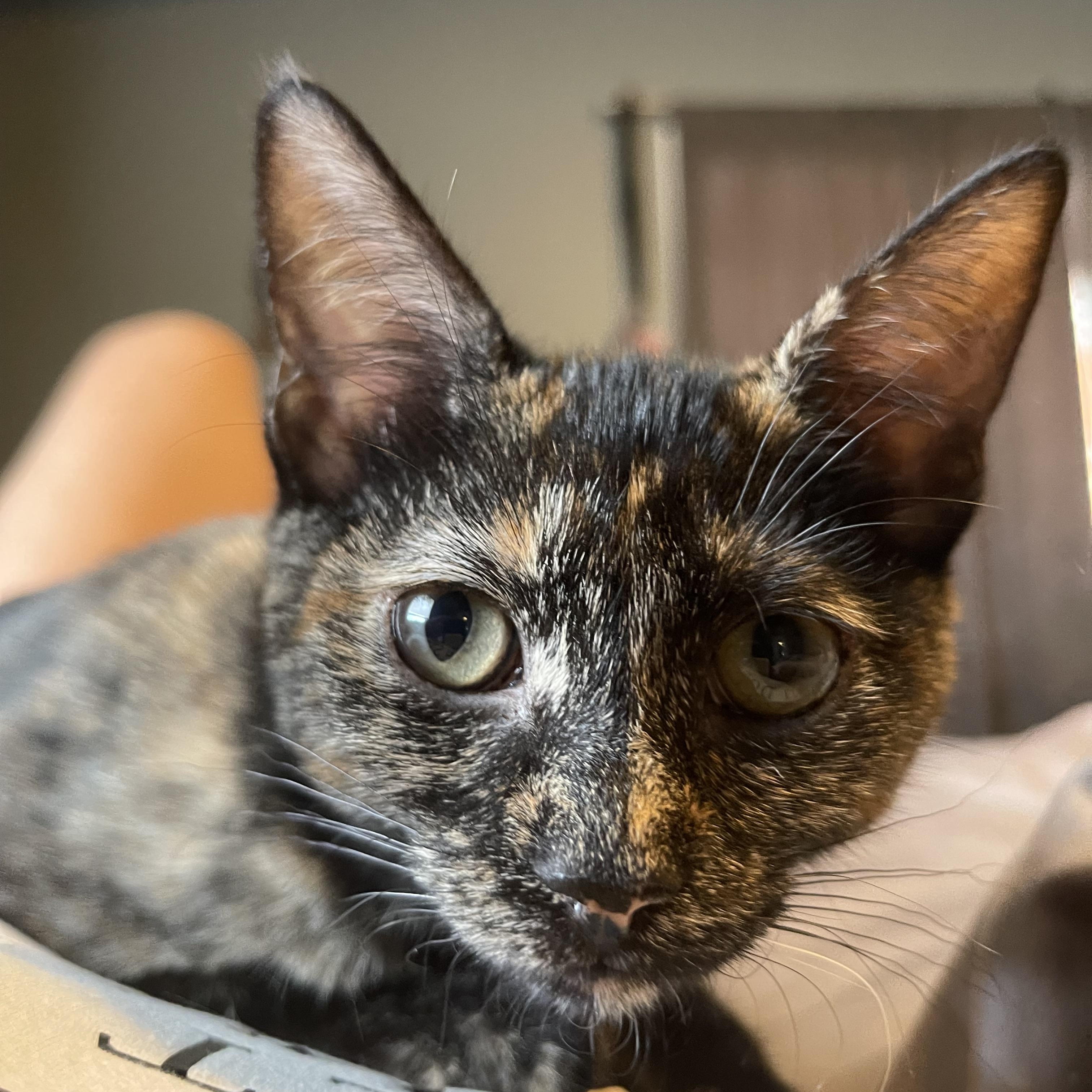 Lady Love, a Adoptable Domestic Short Hair in Bourbonnais, IL image 2/3