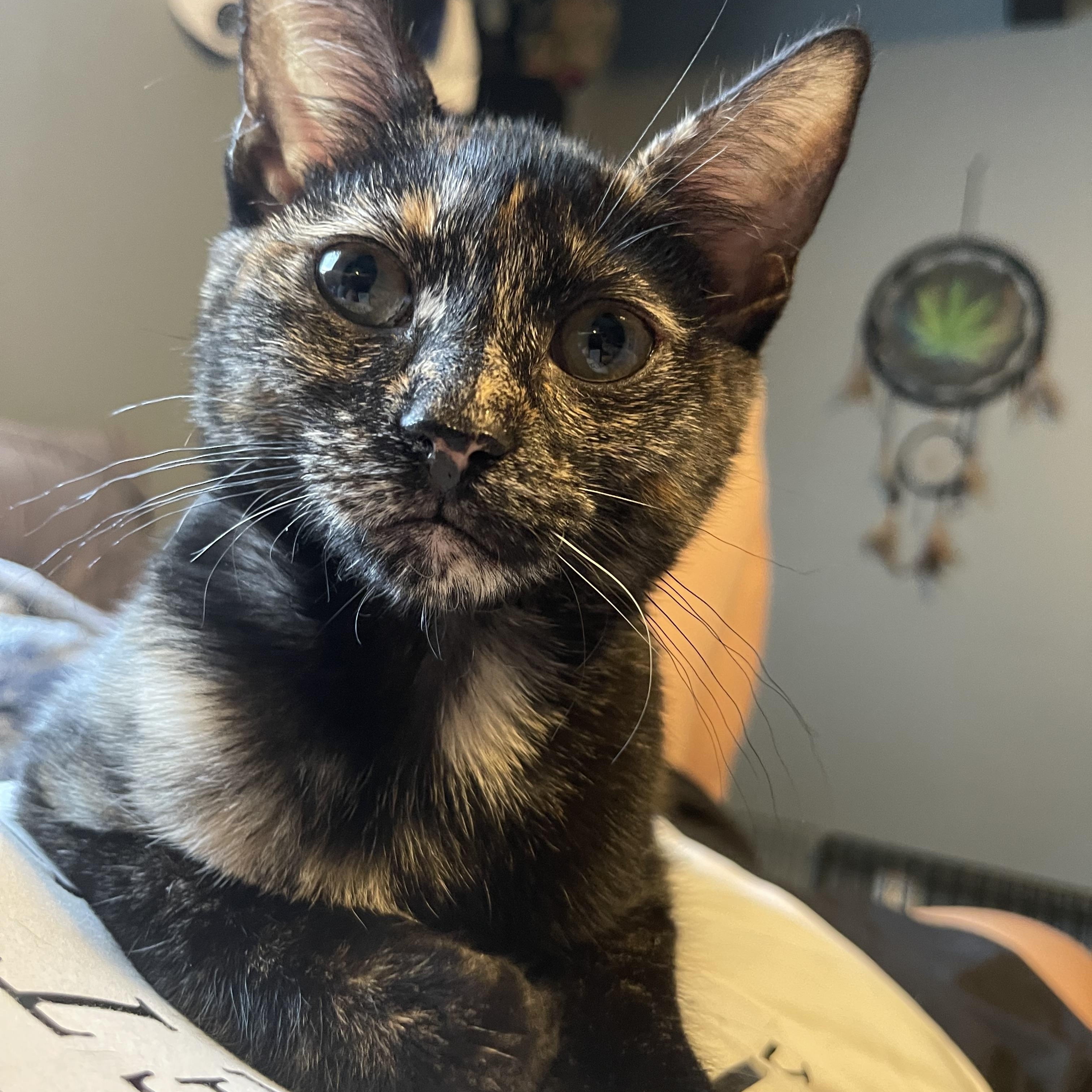 Lady Love, a Adoptable Domestic Short Hair in Bourbonnais, IL image 1/3