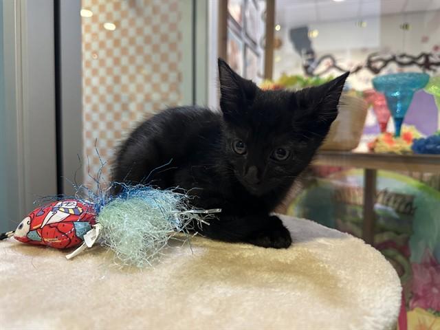 CHARLIE, Adoptable, Kitten Male Domestic Short Hair.