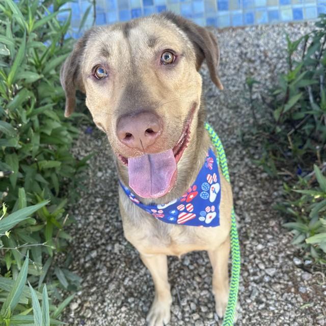 BRUNO, Adoptable, Young Male Labrador Retriever & Mixed Breed.