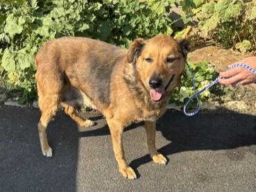 Enlarge Mable, a ADOPTABLE Mixed Breed in Kellogg, ID image 3/3