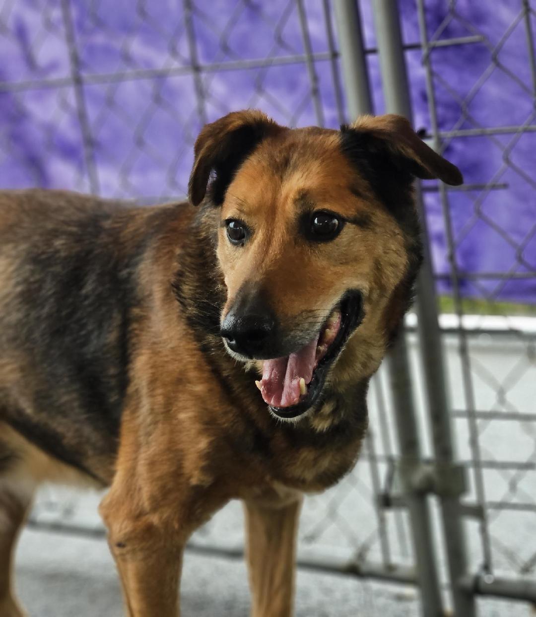 Enlarge Mable, a Adoptable Mixed Breed in Kellogg, ID image 2/5