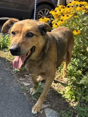 Enlarge Mable, a ADOPTABLE Mixed Breed in Kellogg, ID image 1/3