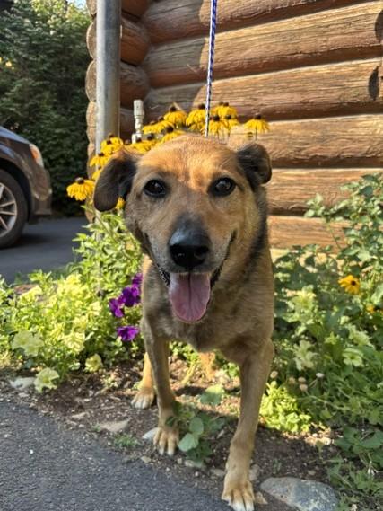 Enlarge Mable, a ADOPTABLE Mixed Breed in Kellogg, ID image 2/3
