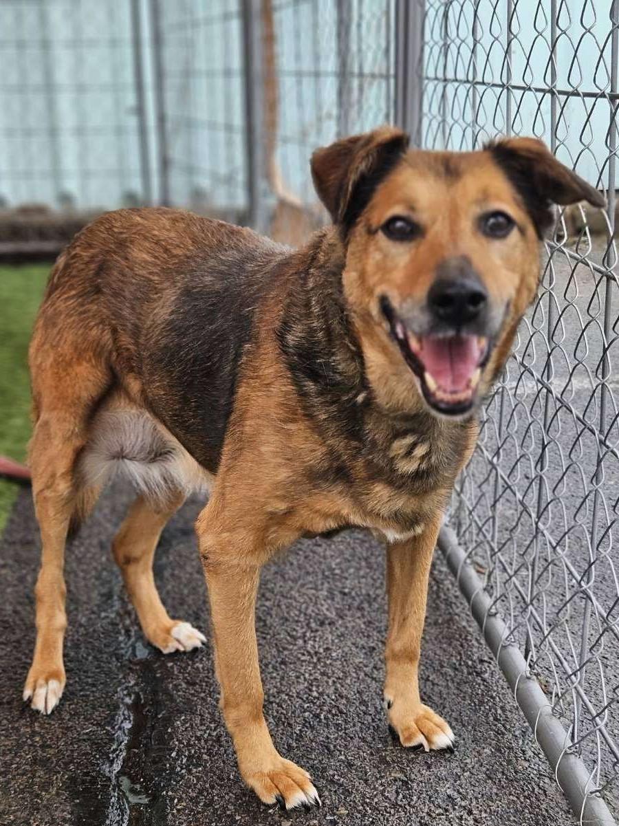 Mable, Adoptable, Senior Female Mixed Breed.
