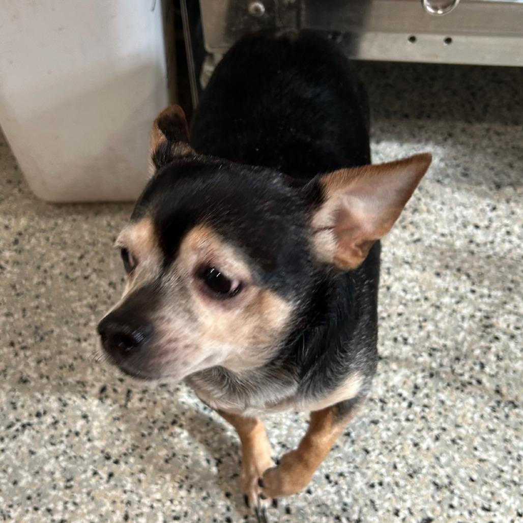 Poncho, Adoptable, Senior Male Chihuahua.