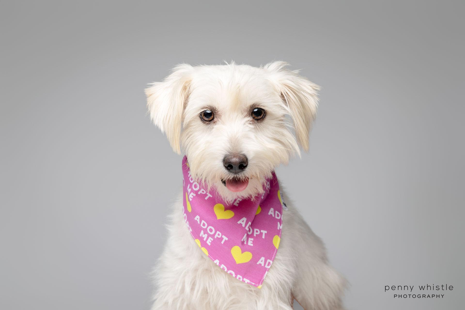 Enlarge Cherie, an adopted mixed breed in Coppell, TX image 4/4