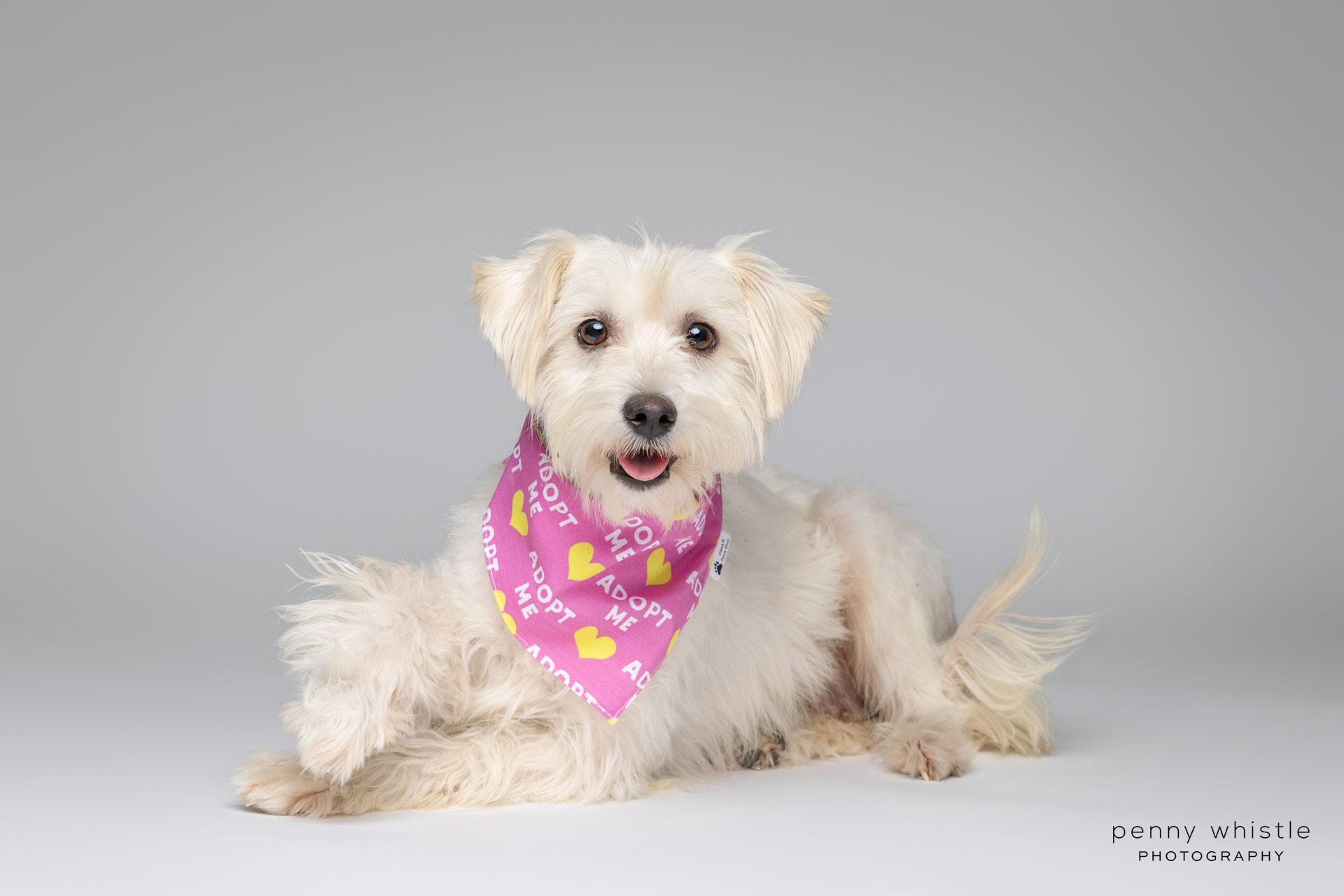 Enlarge Cherie, an adopted mixed breed in Coppell, TX image 3/4