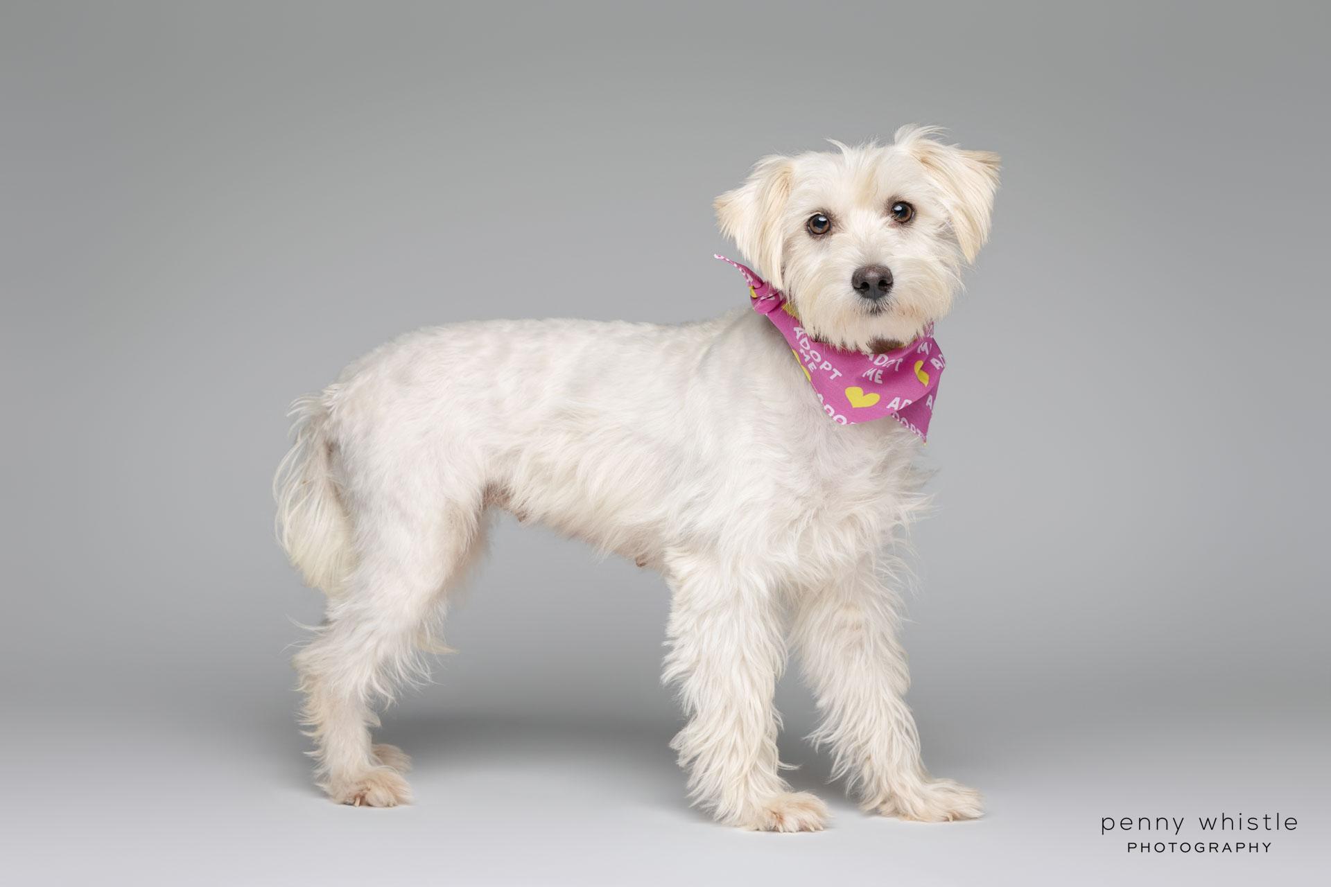 Enlarge Cherie, an adopted mixed breed in Coppell, TX image 2/4