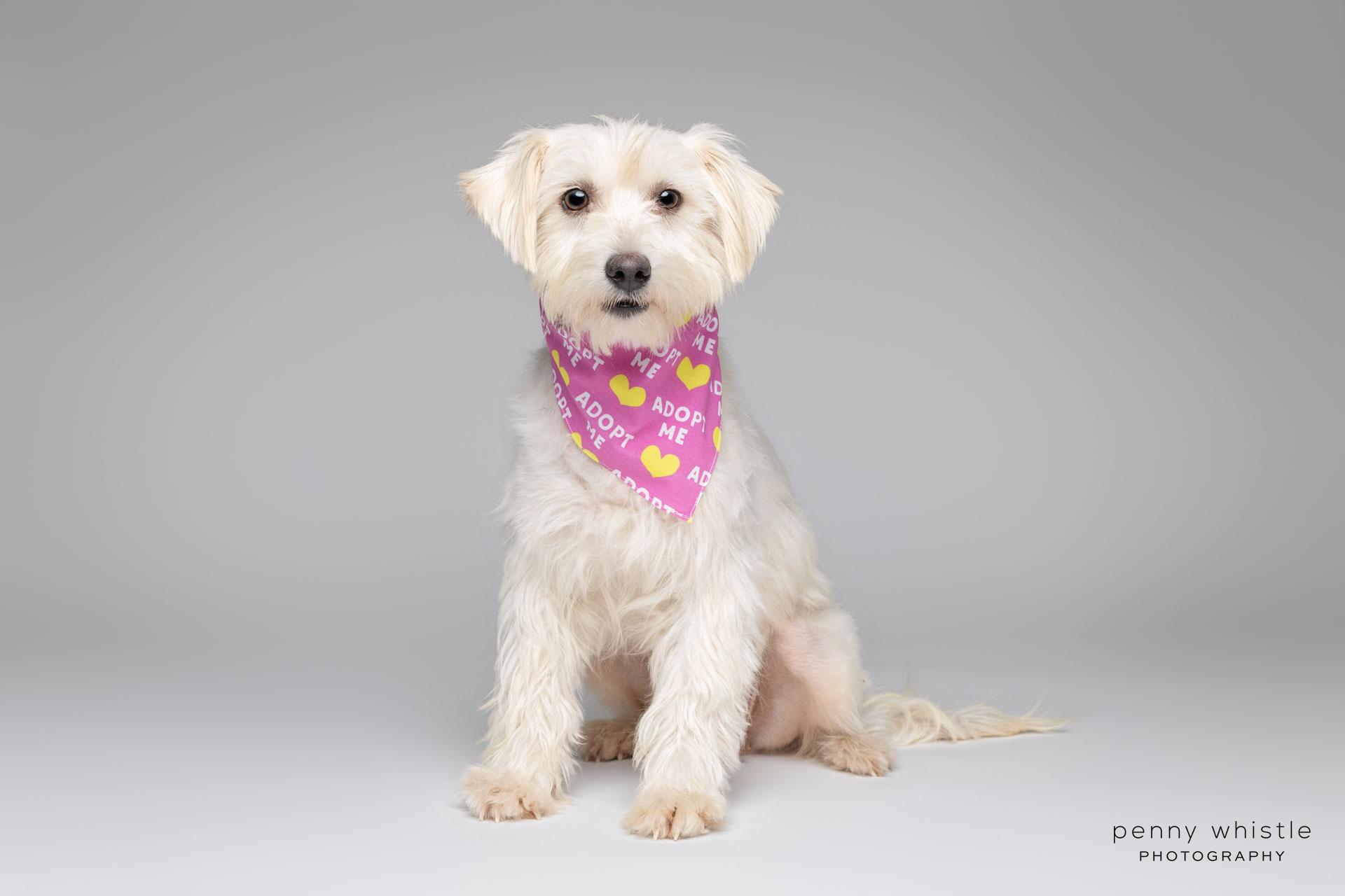 Enlarge Cherie, an adopted mixed breed in Coppell, TX image 1/4