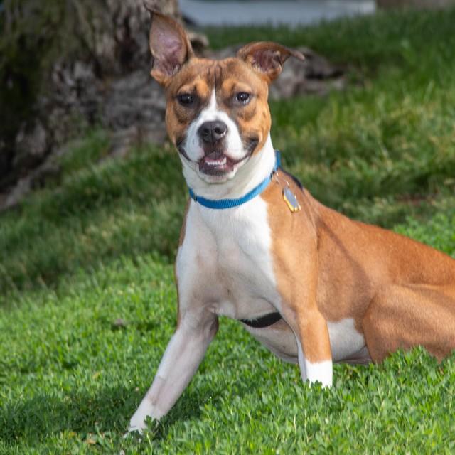 DENALI, Adoptable, Young Male Labrador Retriever & Beagle.