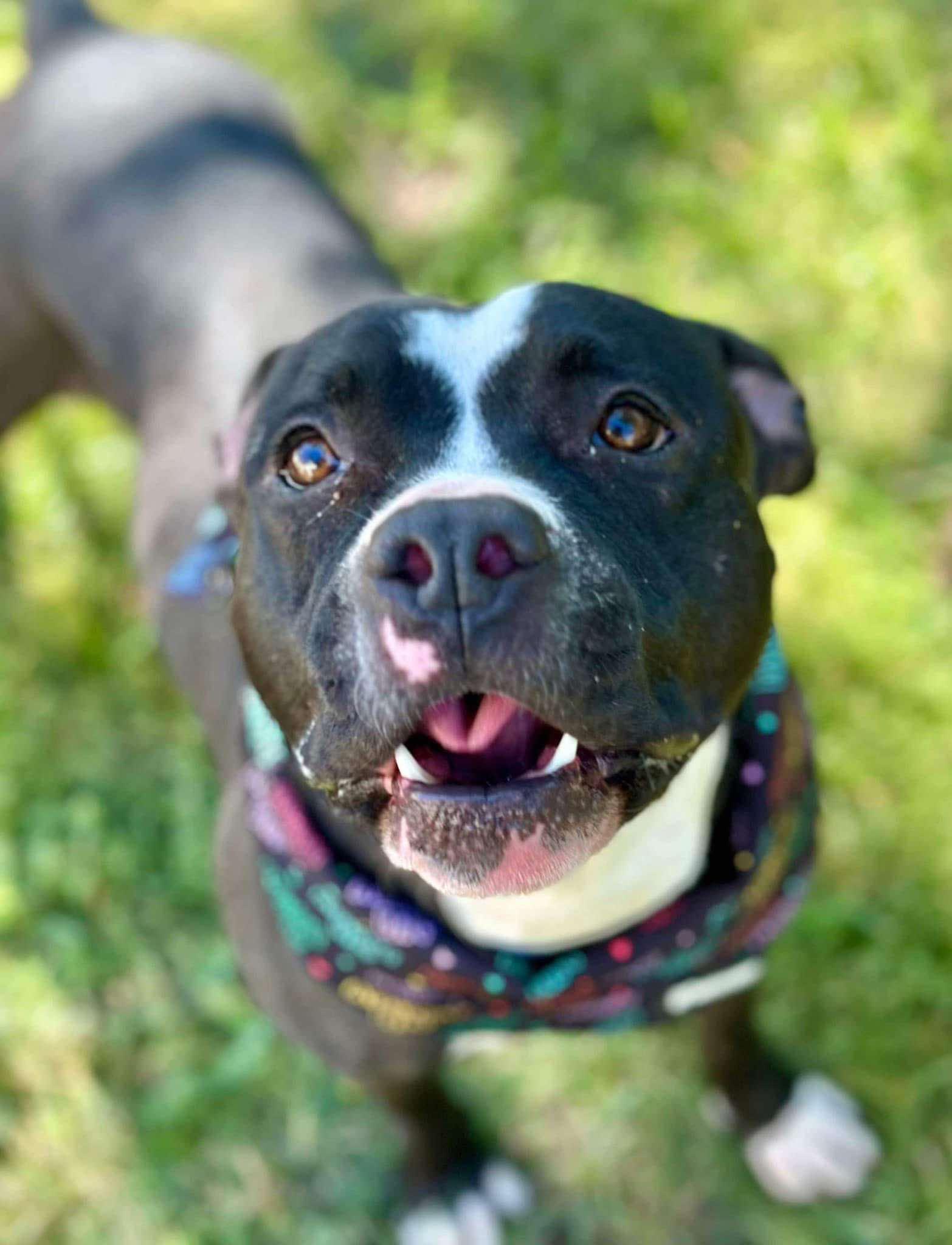 Pepper, a Adoptable Pit Bull Terrier in Albany, NY image 2/6