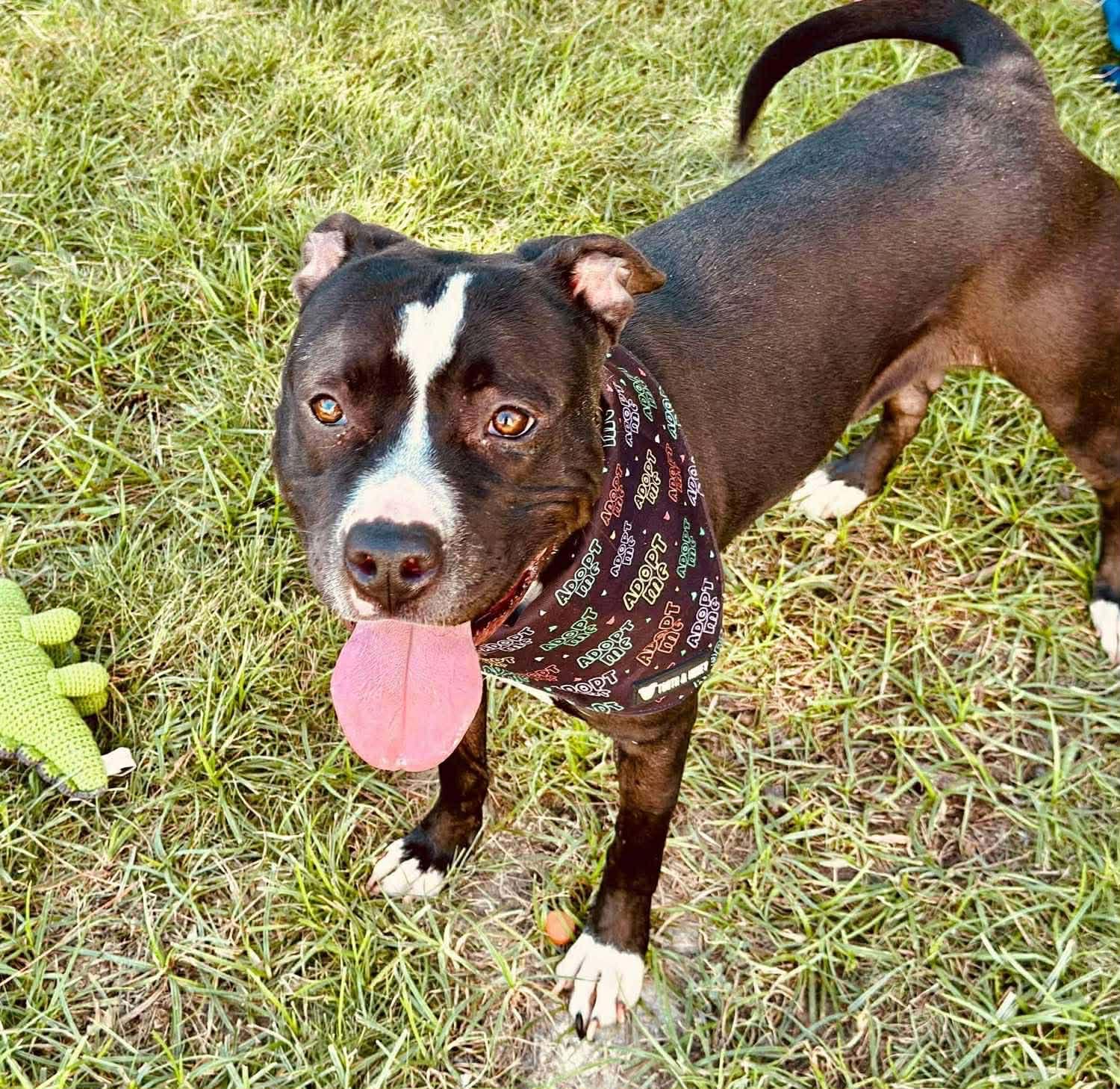 Pepper, a Adoptable Pit Bull Terrier in Albany, NY image 6/6