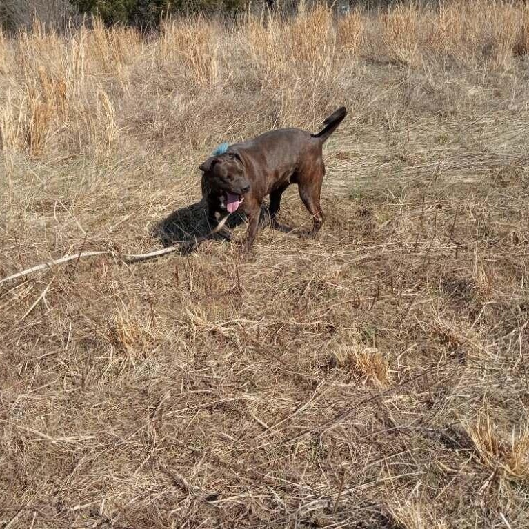 Enlarge Sunny , a ADOPTABLE mixed breed in Charleston , WV image 3/6