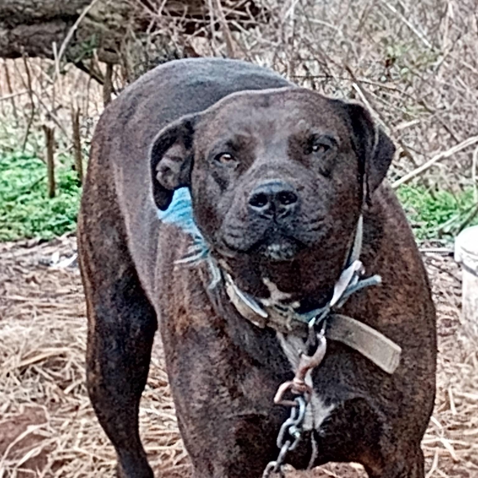 Enlarge Sunny , a ADOPTABLE mixed breed in Charleston , WV image 6/6