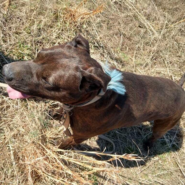 Enlarge Sunny , a ADOPTABLE mixed breed in Charleston , WV image 4/6