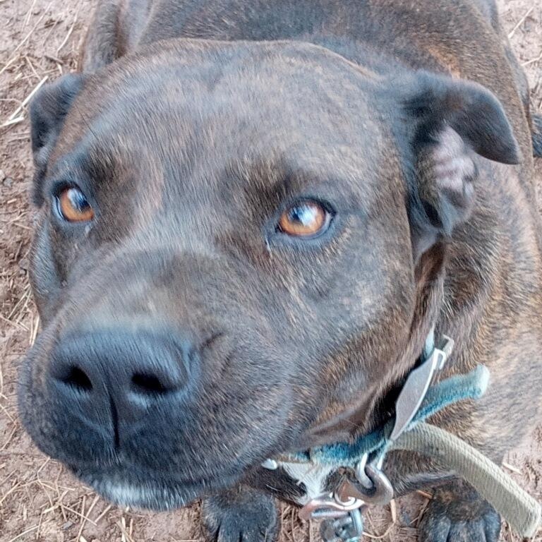 Enlarge Sunny , a ADOPTABLE mixed breed in Charleston , WV image 5/6