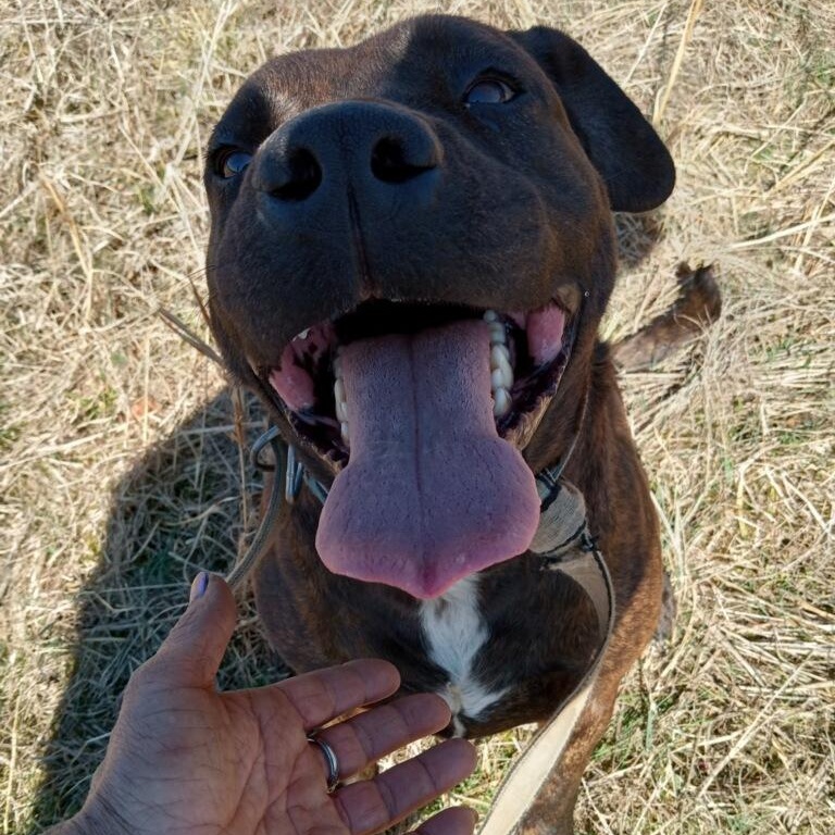 Enlarge Sunny , a ADOPTABLE mixed breed in Charleston , WV image 2/6