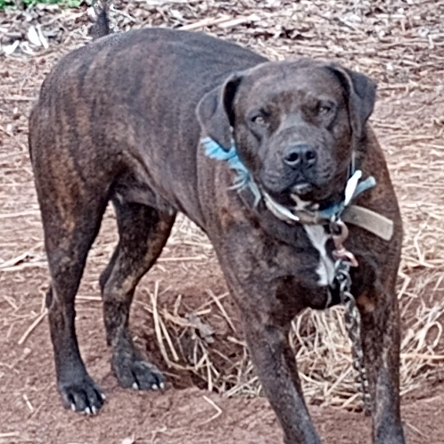 Sunny , ADOPTABLE, Adult Female Pit Bull Terrier & Doberman Pinscher.