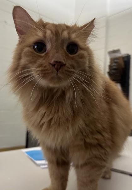 Chubby, Adoptable, Senior Male Domestic Medium Hair & Domestic Short Hair.