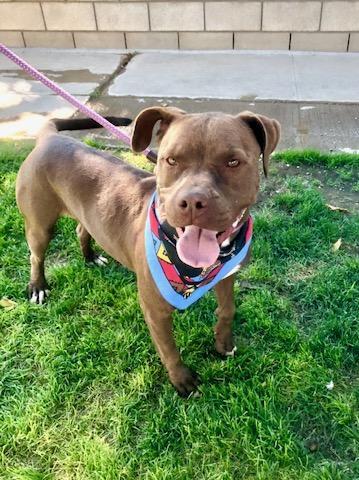 Enlarge Smiley, a Adoptable mixed breed in Corvallis, OR image 1/6
