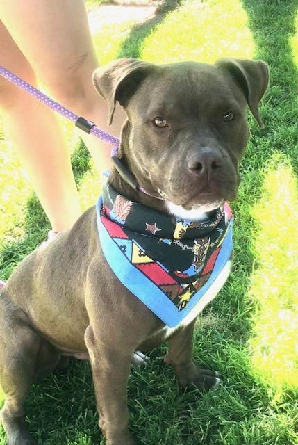 Enlarge Smiley, a Adoptable mixed breed in Corvallis, OR image 6/6