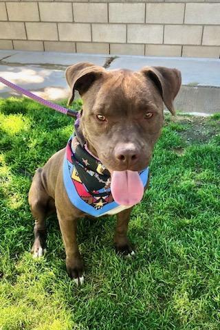 Enlarge Smiley, a Adoptable mixed breed in Corvallis, OR image 2/6