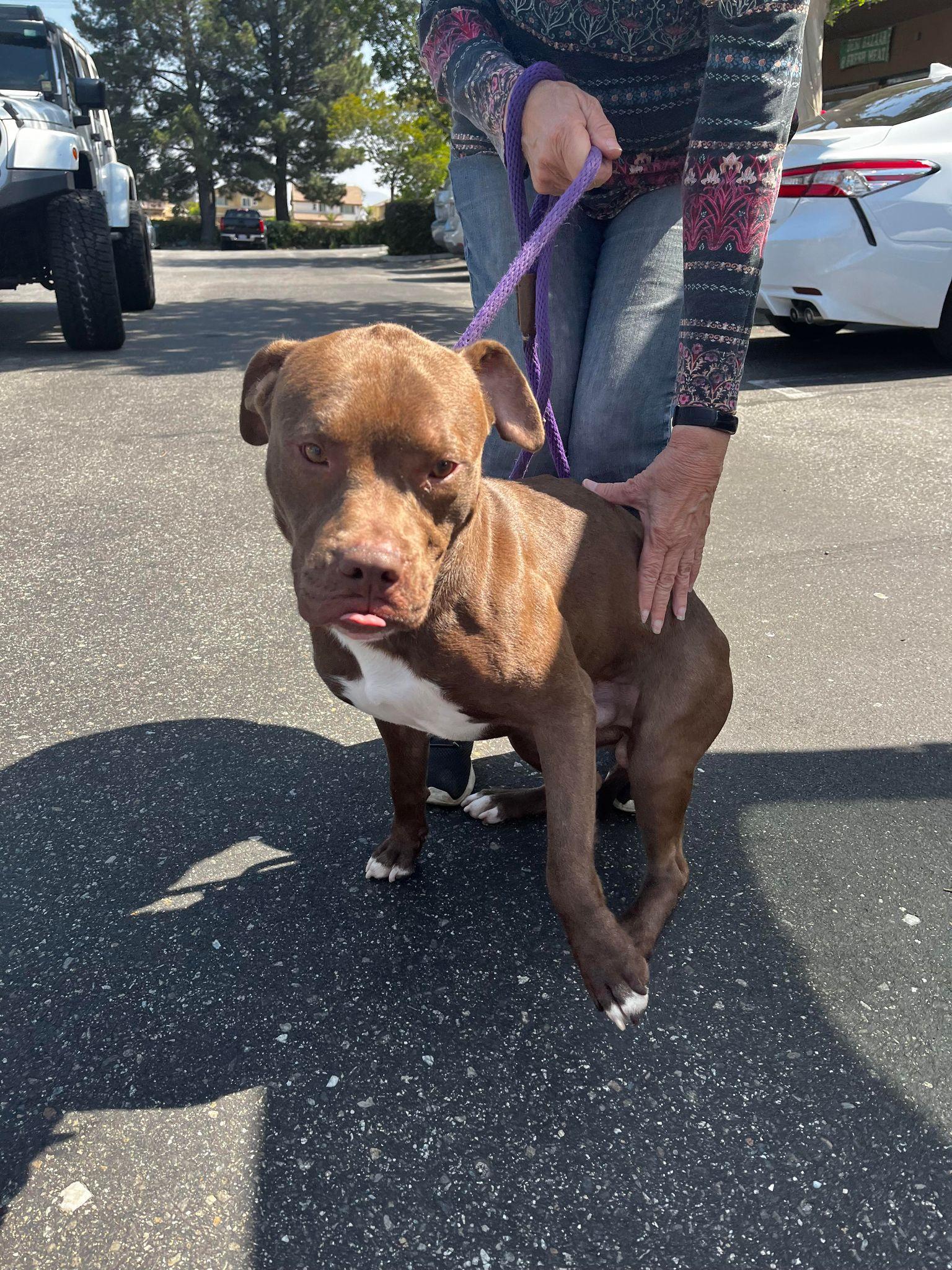 Enlarge Smiley, a Adoptable mixed breed in Corvallis, OR image 3/6