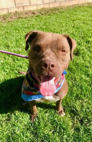 Enlarge Smiley, a Adoptable mixed breed in Corvallis, OR image 5/6