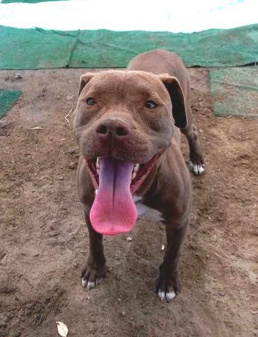 Enlarge Smiley, a Adoptable mixed breed in Corvallis, OR image 4/6