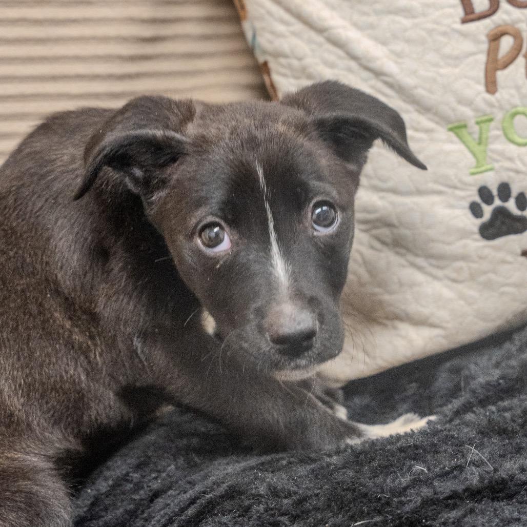 Bella, a Adoptable mixed breed in Pawling, NY image 1/6