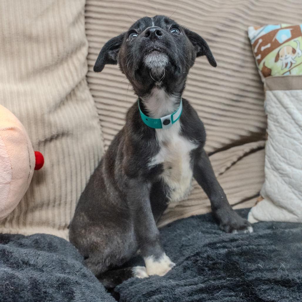 Bella, a Adoptable mixed breed in Pawling, NY image 2/6