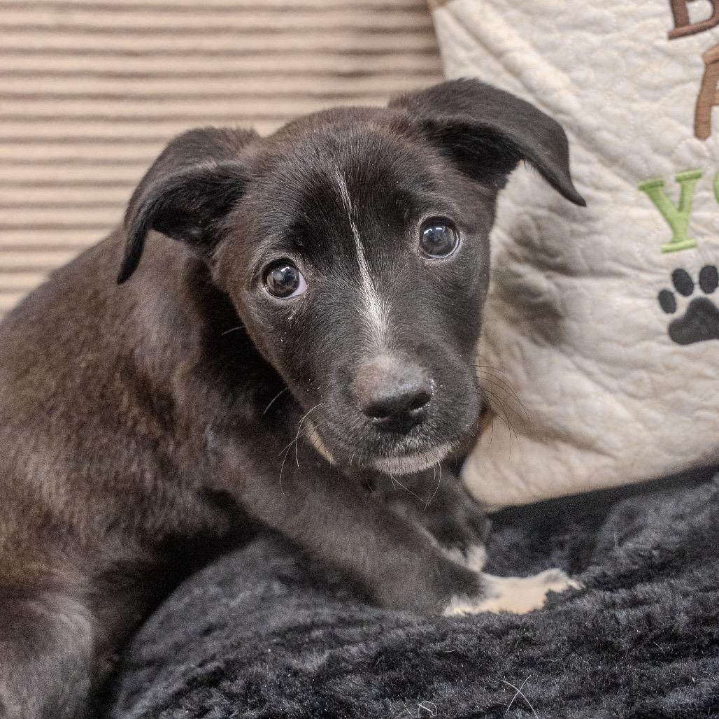 Bella, a Adoptable mixed breed in Pawling, NY image 3/6