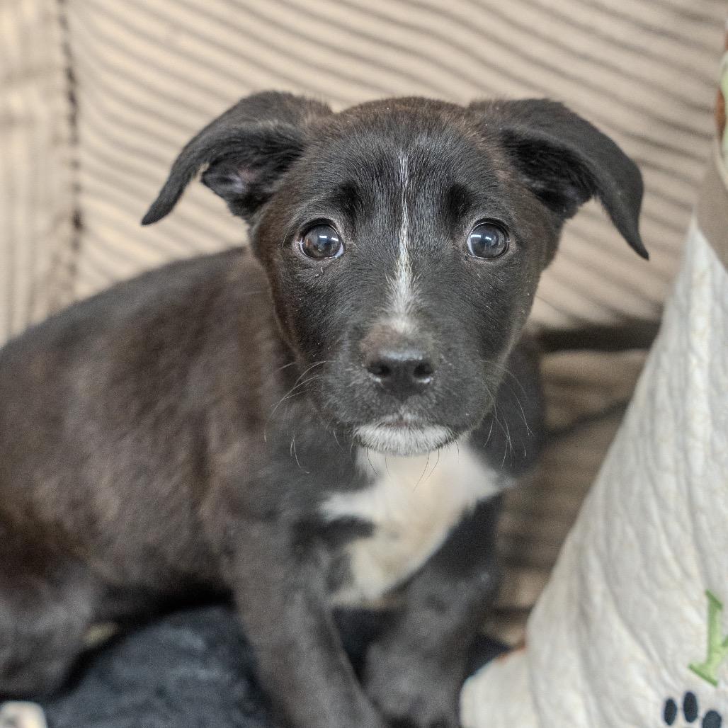 Bella, a Adoptable mixed breed in Pawling, NY image 4/6