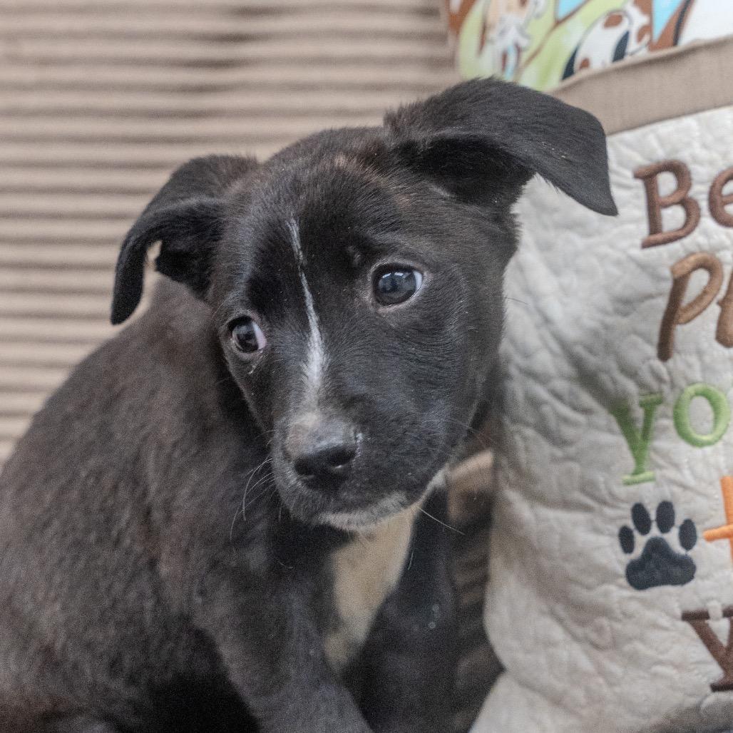 Bella, a Adoptable mixed breed in Pawling, NY image 5/6