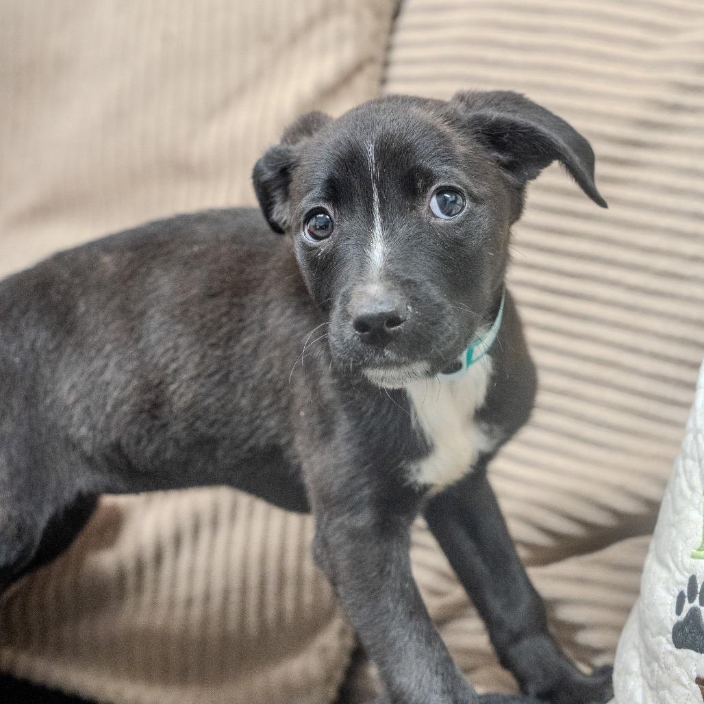 Bella, a Adoptable mixed breed in Pawling, NY image 6/6