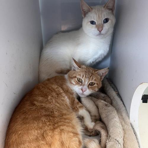 Samwise- Apply at Central Purrk!, Adoptable, Adult Male Domestic Short Hair.