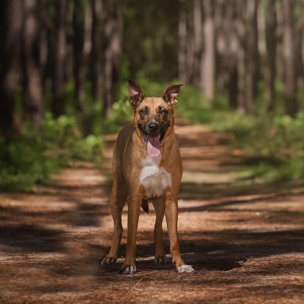 Brownie, a Adoptable mixed breed in Portland, OR image 6/6